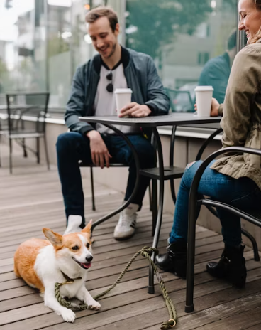 애견 카페 창업에 대하여 알아보기