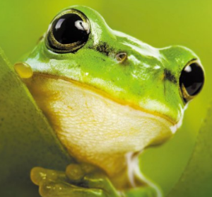 개구리 나오는 꿈