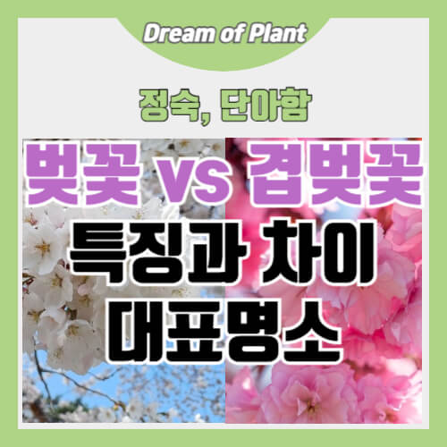 벚꽃과 겹벚꽃의 특징과 차이 썸네일 이미지