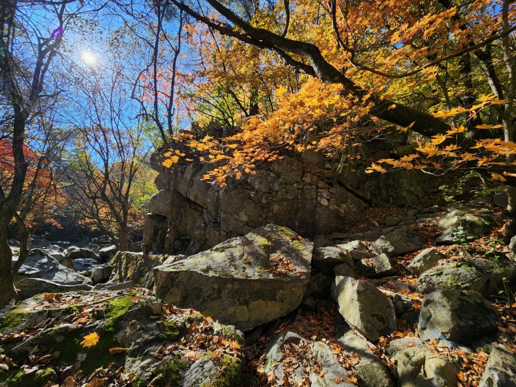 유명산 자연휴양림