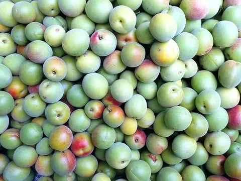 간 회복에 도움을 주는 매실