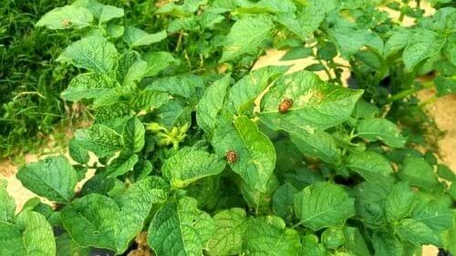 감자재배-감자 병충해