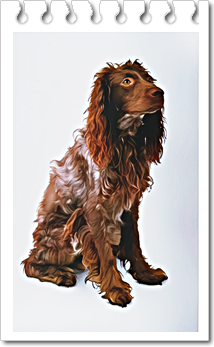 사냥견
퐁-오드메르 스패니얼(Pont-Audemer Spaniel)