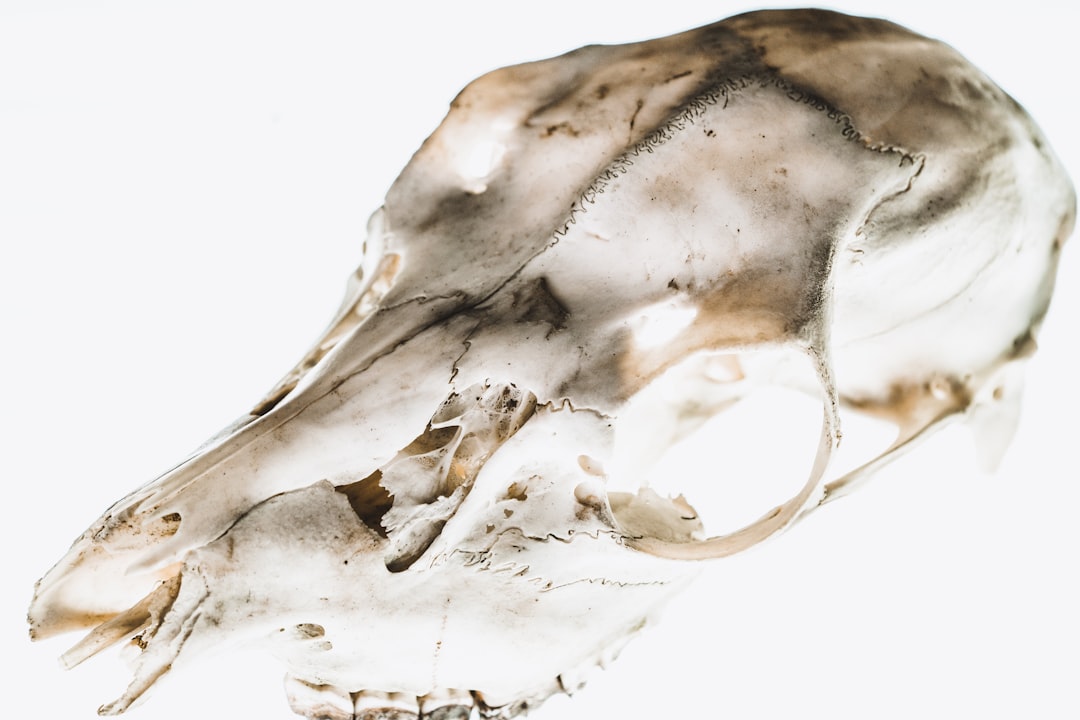 Bone.