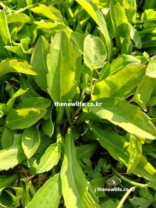 쑥부쟁이 나물 효능 기침 완화 사포닌