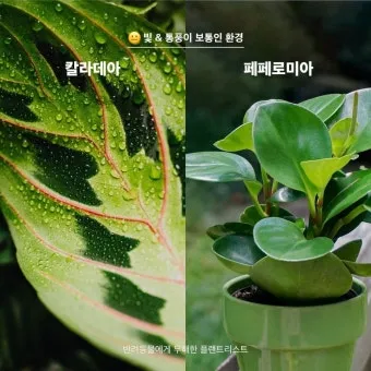 반려동물 안전 실내 식물선택 독성체크 배치높이 관리 간단 가이드_15