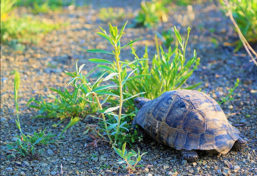 시골생활 - 도시와는 다른 느림의 미학