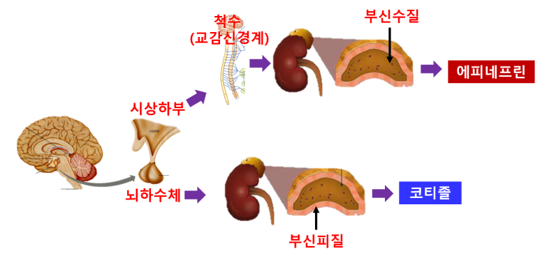 에피네프린과 코티졸 호르몬 자극