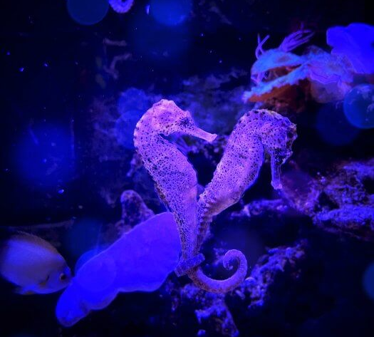 한쌍의-아름다운-해마