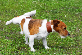 개에게서 '짙은 노란색이나 녹색의 소변'이 나오는 원인은?