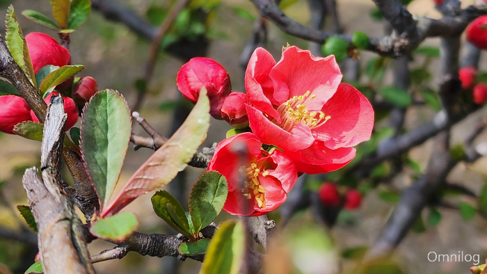 명자나무 꽃 ,산당화