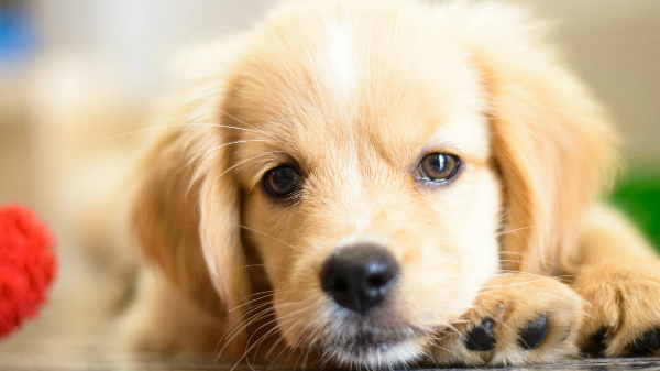 귀여운 아기 강아지