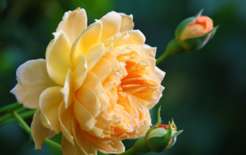 삼척 장미축제 일정 2025 14