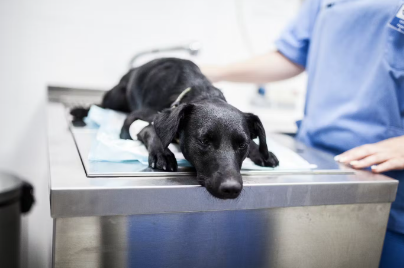 진료 받는 강아지