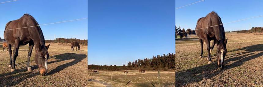 제주서쪽가볼만한곳-성이시돌-목장-말-초원