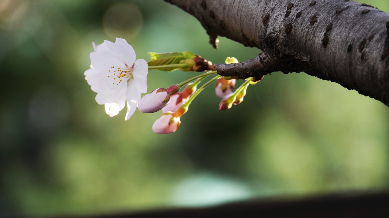 봄 여행! 지역 축제를 찾아 떠나는 여행_경상도편