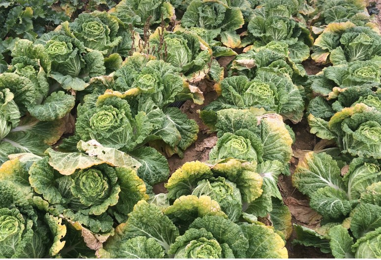 농업경영체 등록 조건