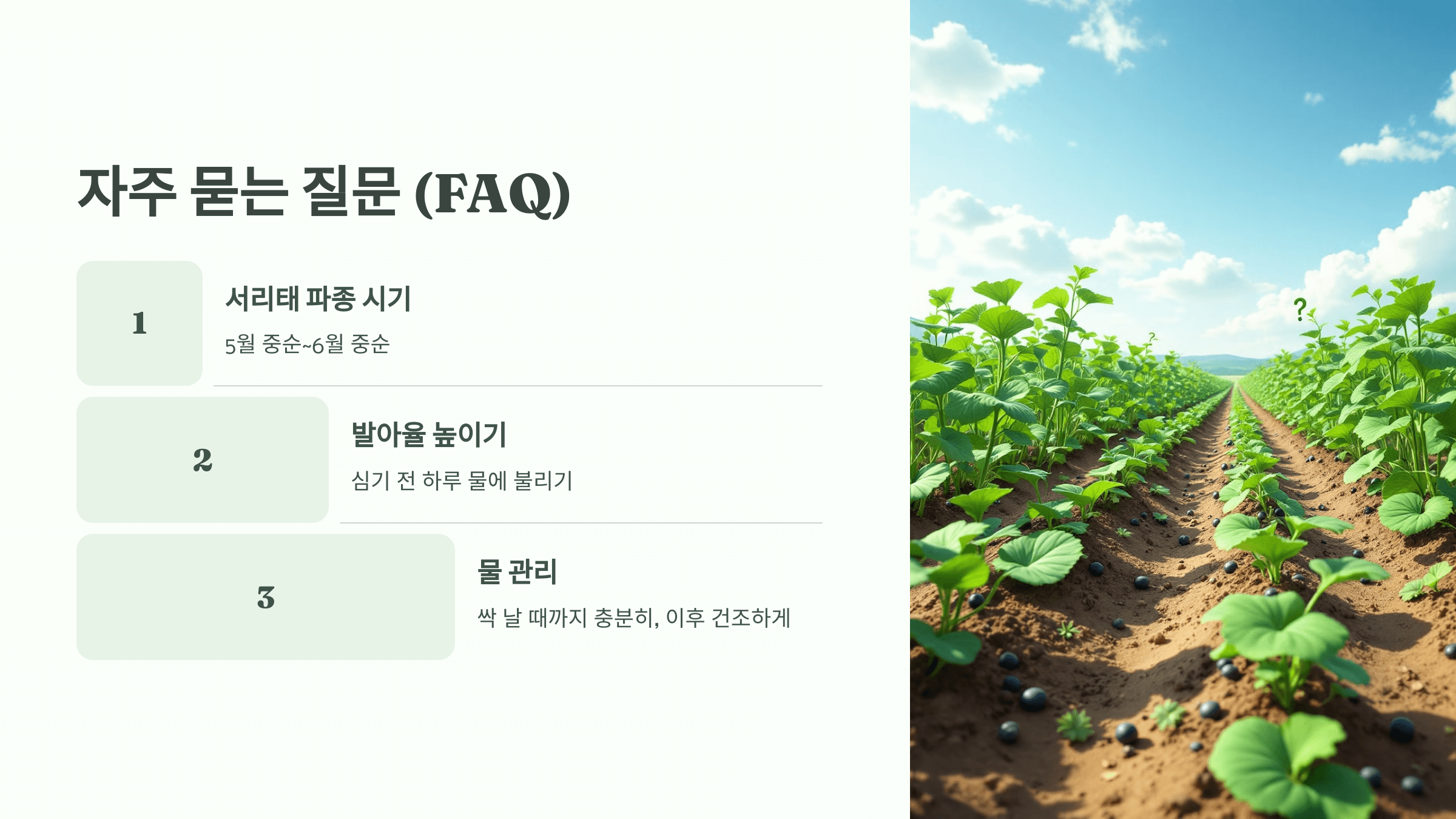 서리태 사진입니다.