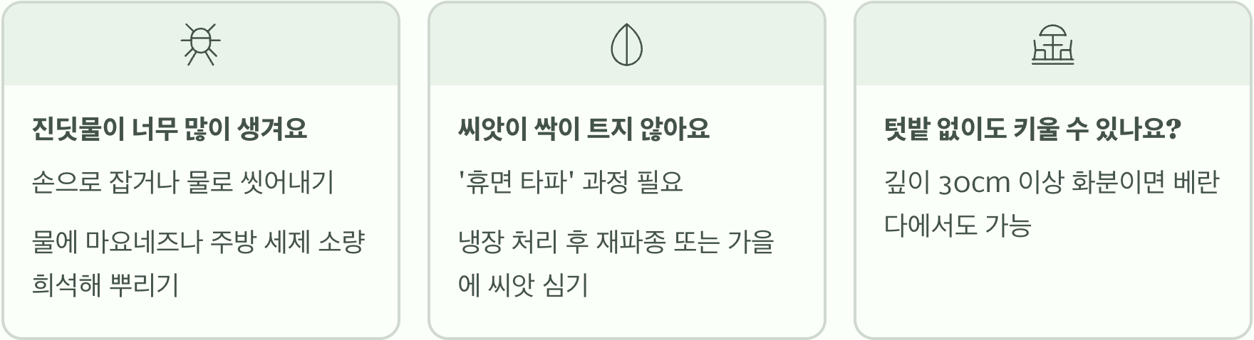 실패 없는 당귀잎 키우기 A to Z (씨앗부터 수확까지)