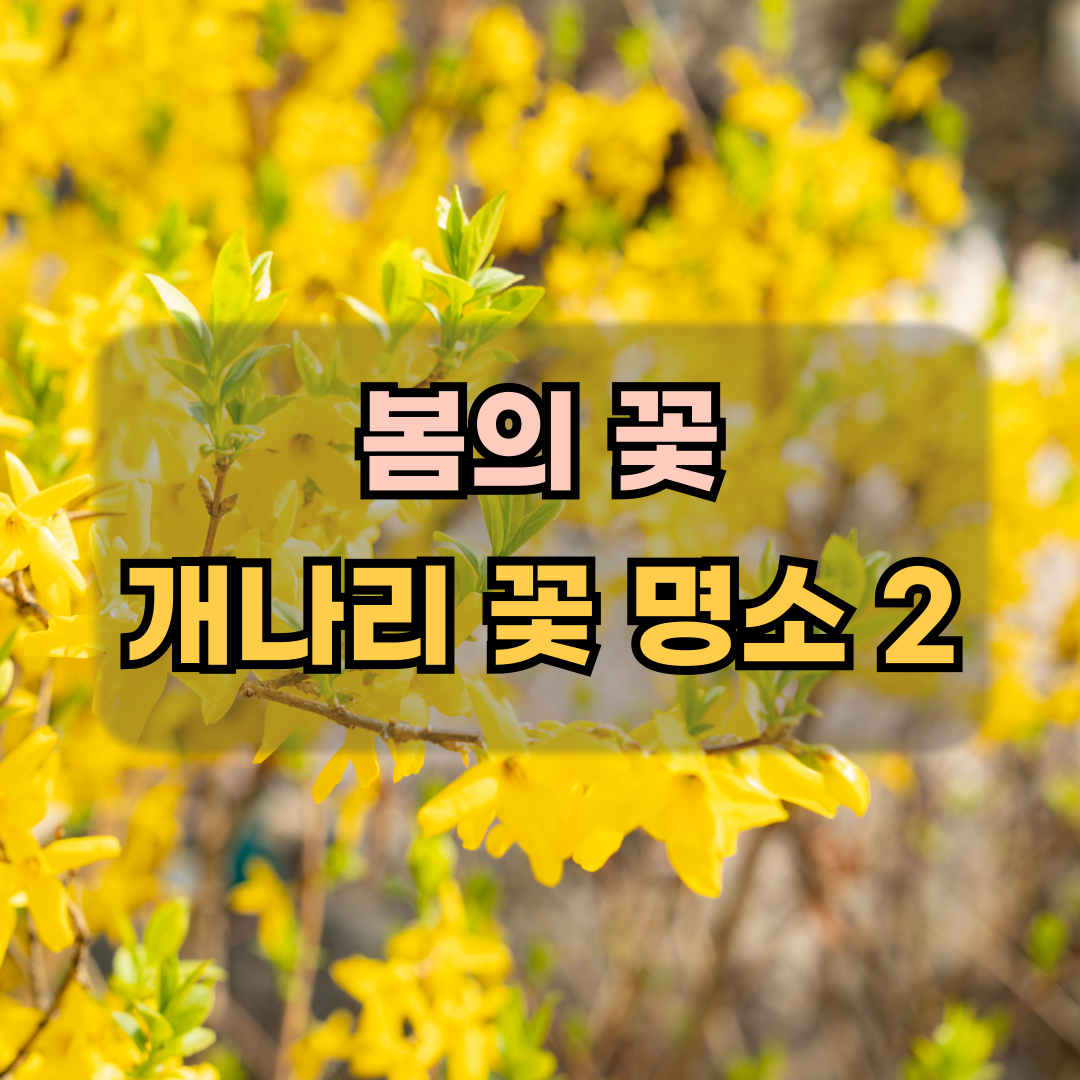 개나리꽃명소