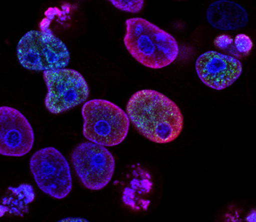 활성 엽산 효능 : 세포