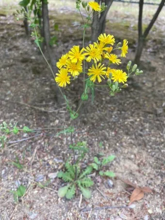 씀바귀 고들빼기 차이점 효능 비교_23