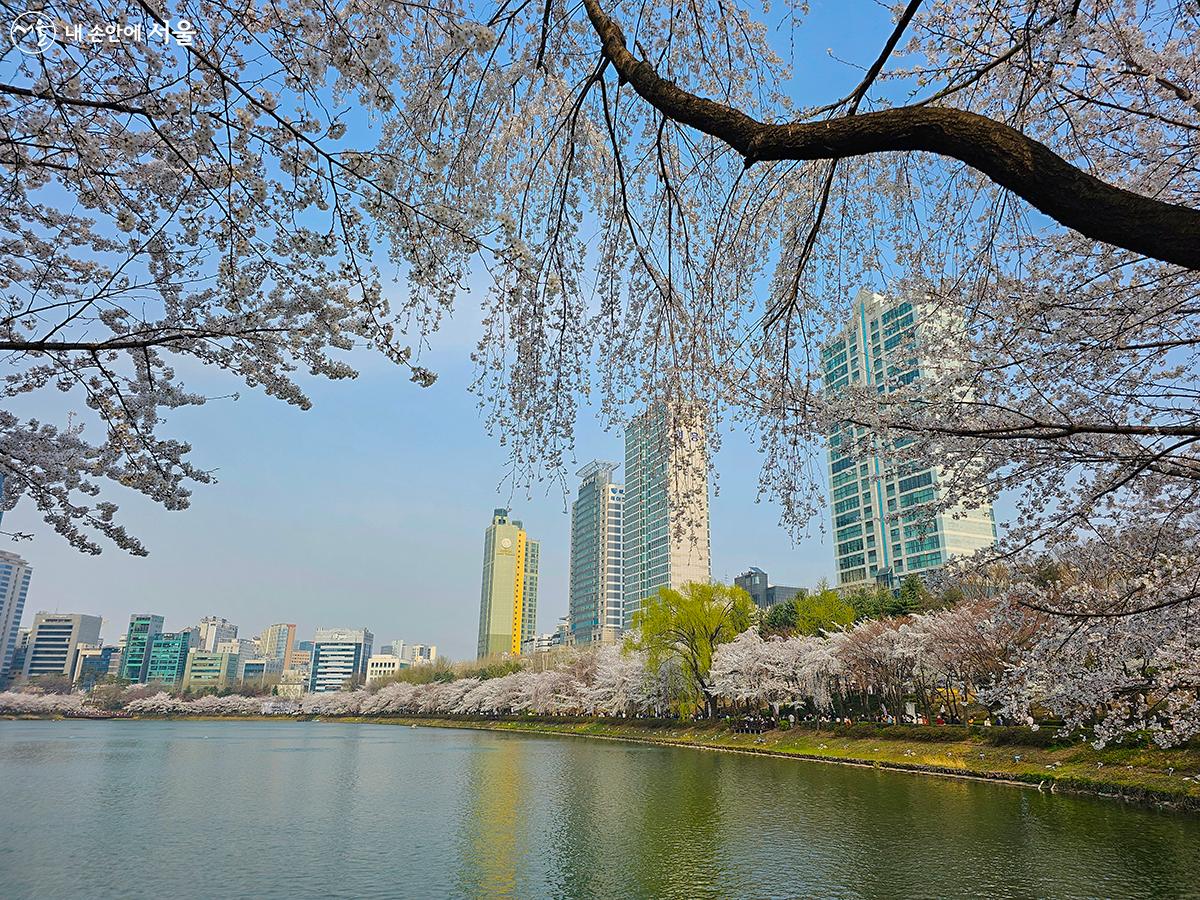 송파구 잠실 석촌호수벚꽃축제 기본일정과 프로그램 소개