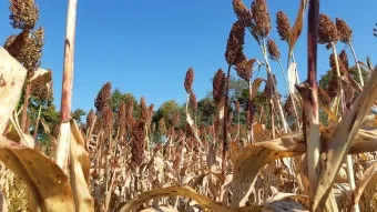 수수 재배 이삭 관리 쓰러짐 방지 건조 수확_7