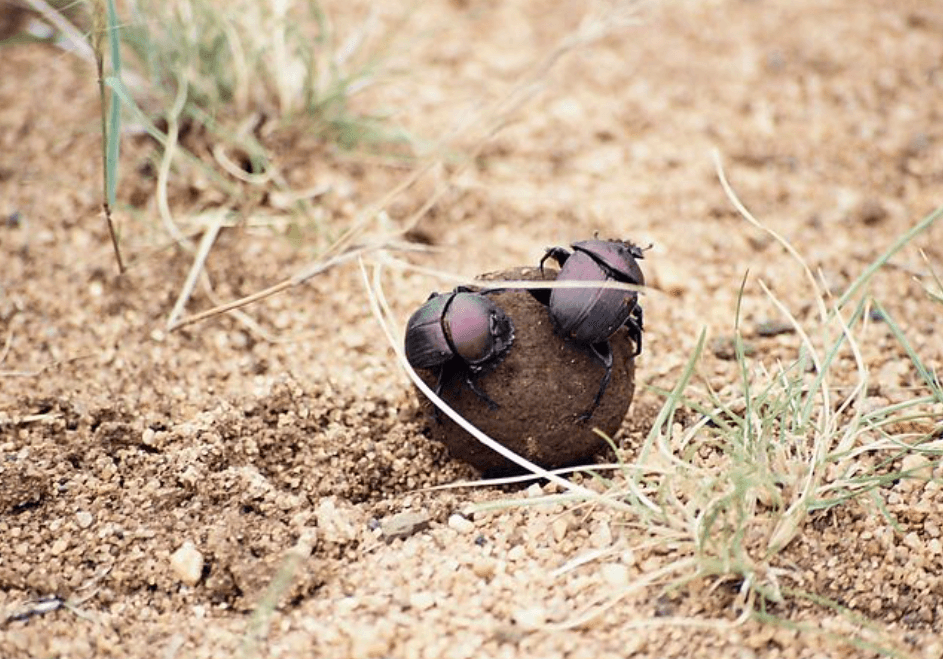 똥 먹는 꿈해몽