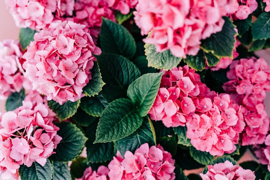 Hydrangea