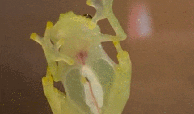 몸 속이 다 보이는 시스루 개구리...에콰도르에서 두 종 발견 VIDEO: Incredible video showing heartbeat of a &#39;transparent&#39; Mashpi frog