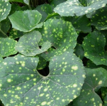 머위 효능과 부작용 고르는법 먹는법 칼로리