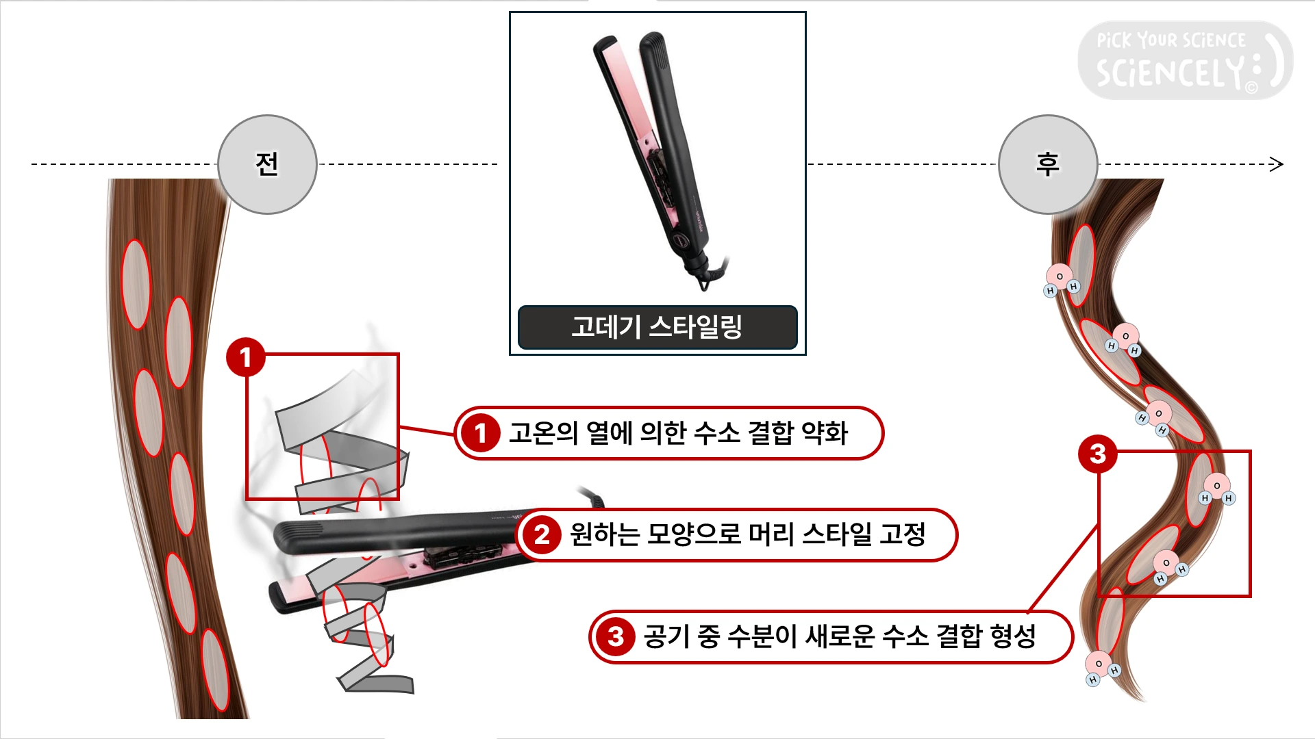 고데기 스타일링 과정, 고온의 열에 의한 수소 결합 약화, 원하는 모양으로 머리 스타일 고정, 공기 중 수분이 새로운 수소결합 형성