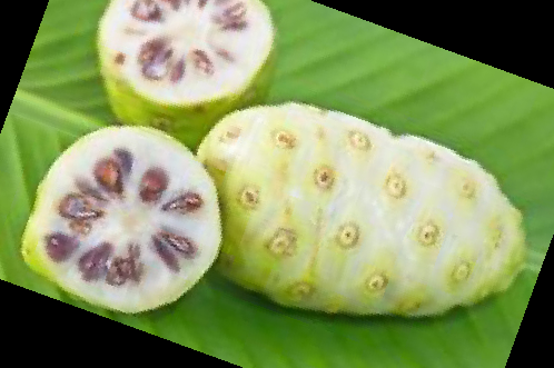 노니 효능 부작용 주스 복용법