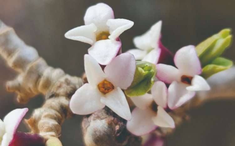 국립한국자생식물원