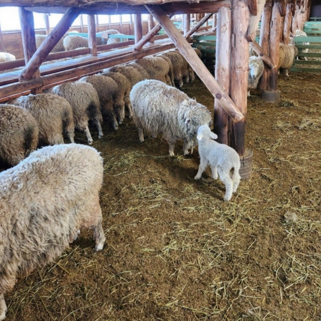 겨울에/꼭/가봐야/하는/여행지/강원도/평창