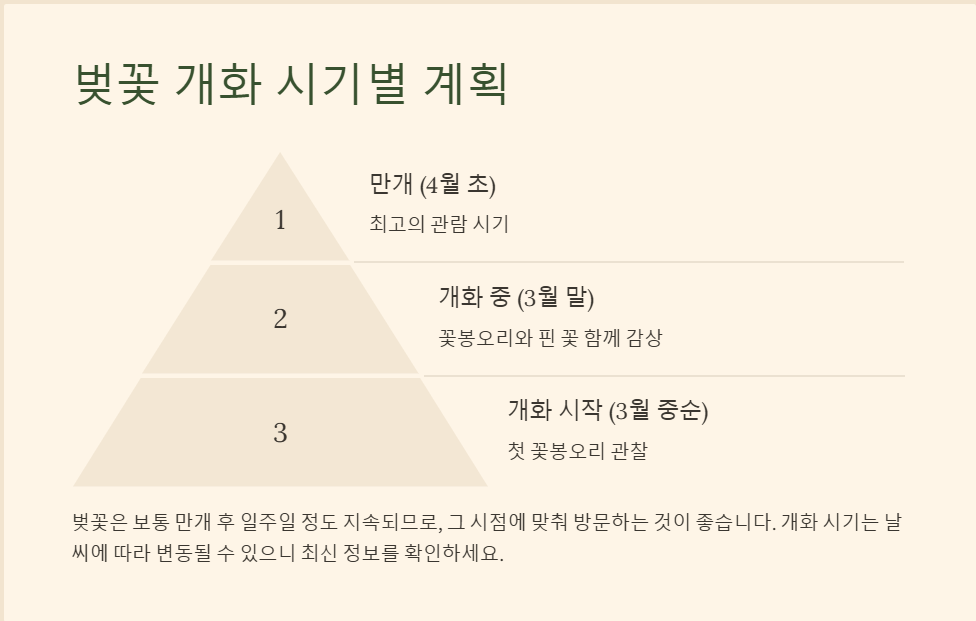 속초 벚꽃 개화시기 2025 꿀팁과 전망