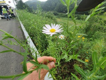 구절초 효능15가지와 부작용 및 꽃말&amp;#44; 먹는방법