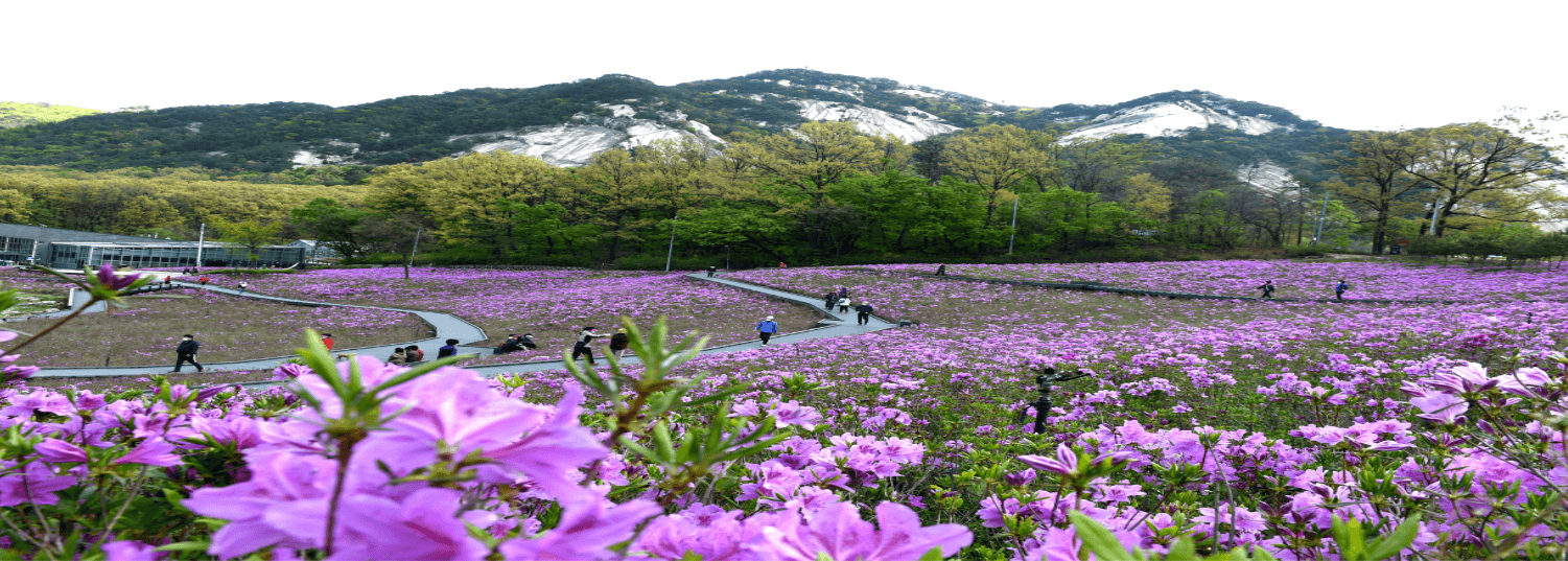 불암산 철쭉 축제