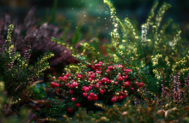 도심 속 정원의 축제, 2025 보라매공원 서울국제정원박람회