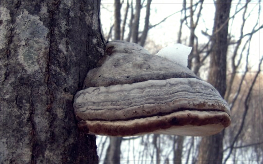 말굽버섯 효능 먹는법 가격 총정리