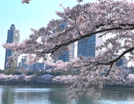 2024 석촌호수 벚꽃축제 일정 주차정보