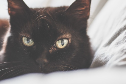 나이 든 검은 고양이.