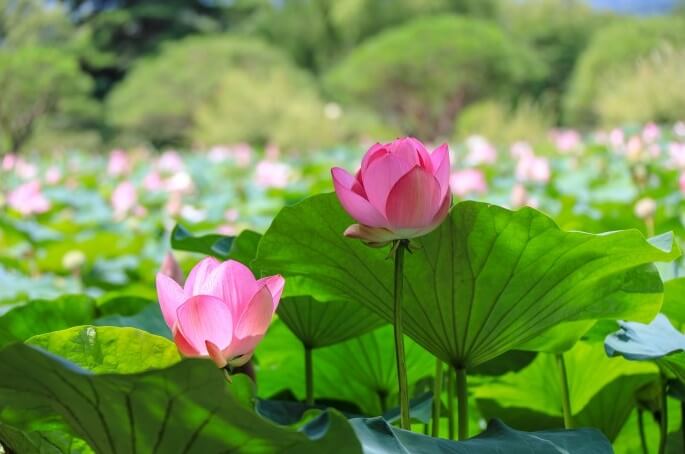 분홍연꽃