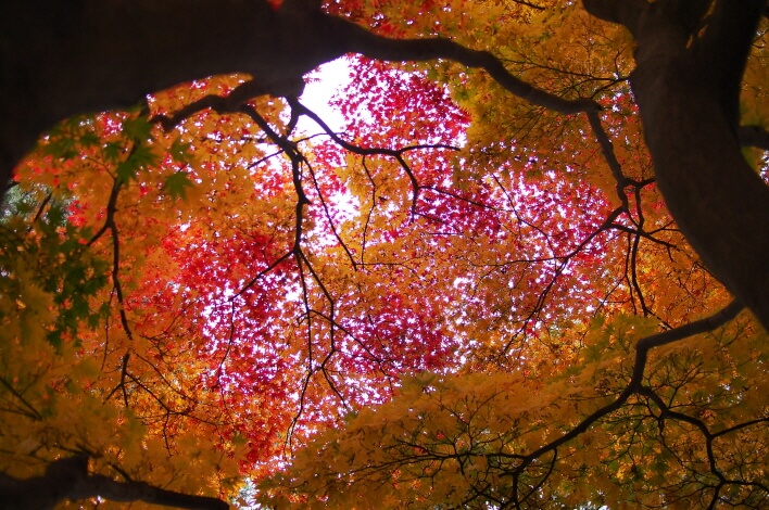 청주의 가을, 청남대에서 만나는 단풍 축제 : 2025 청남대 가을축제 총정리