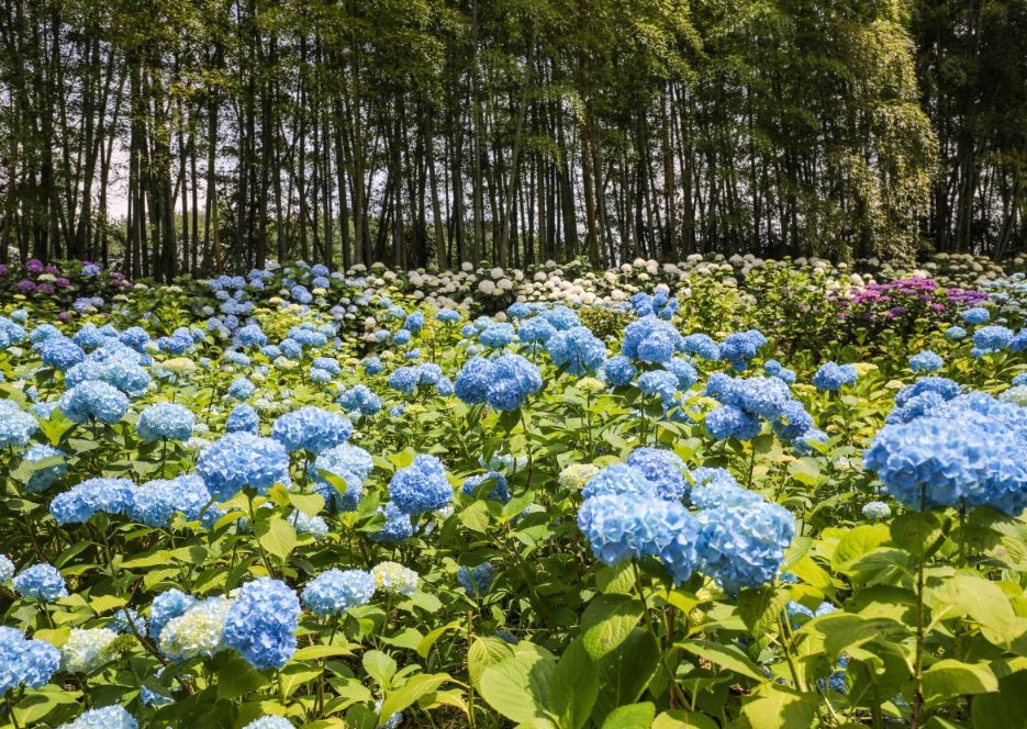 제주도 가볼만한곳 10곳 30선 휴애리 자연생활공원