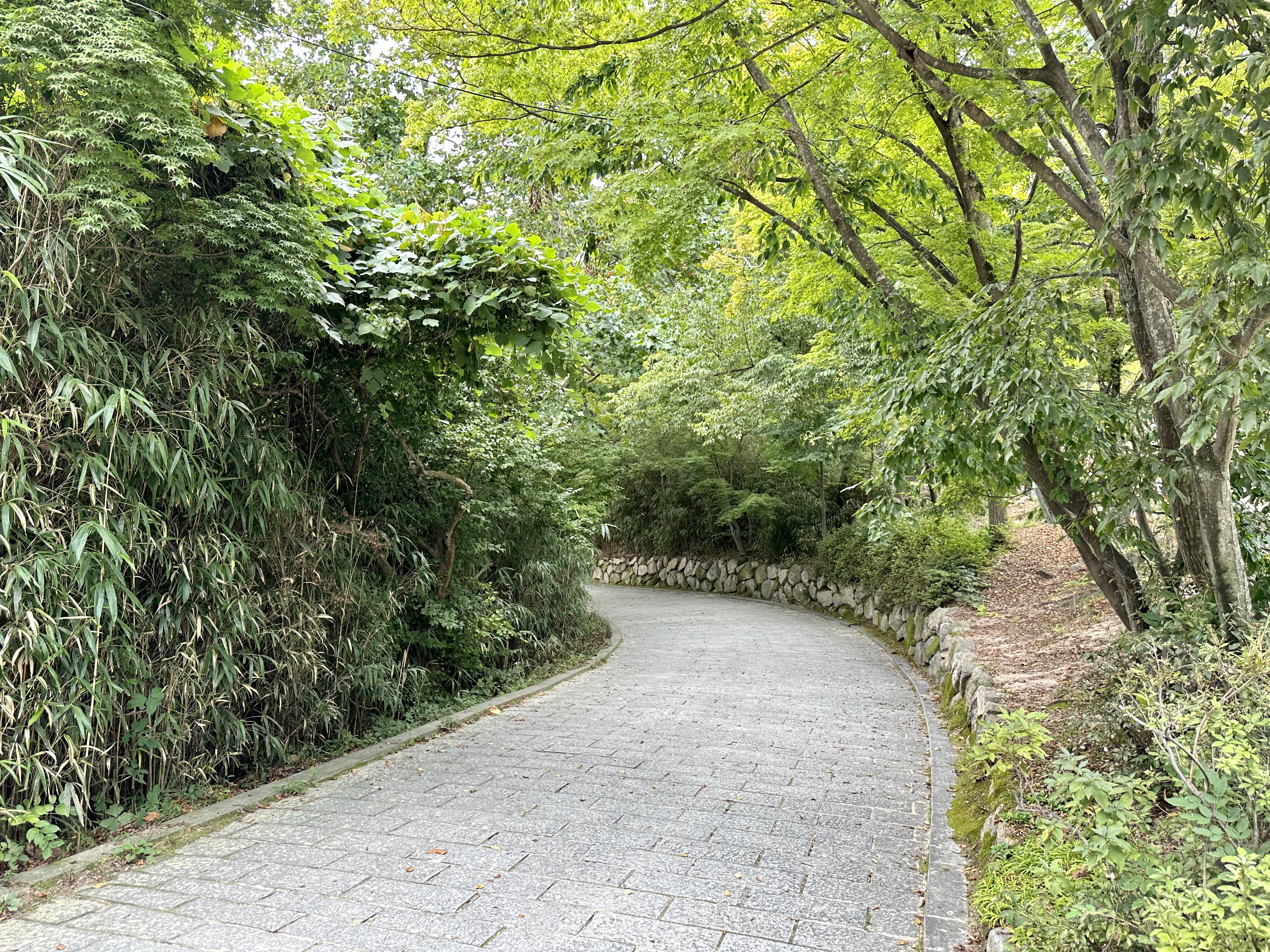 불국사 대나무 숲길