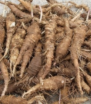 더덕 효능과 부작용 고르는법 칼로리 갱년기