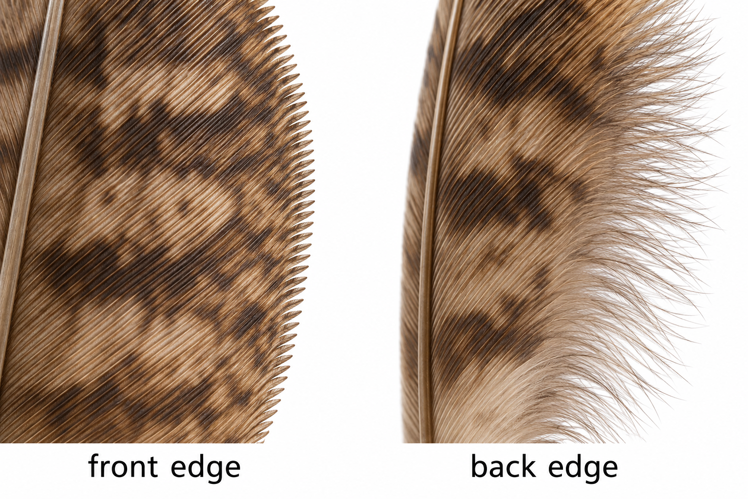 Two educational close-up illustrations of the comb-like front edge and soft back edge of owl flight feathers