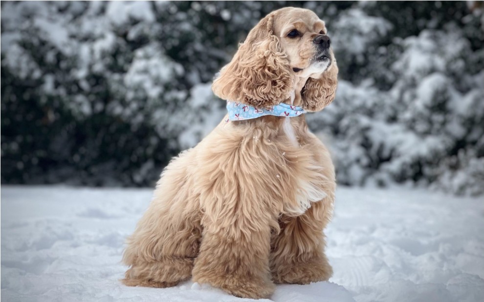 아메리칸 코커 스패니얼